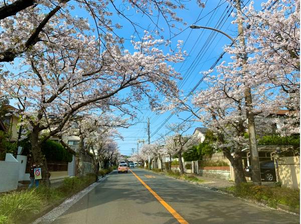 目の前の道路は春になるとたくさんの桜が咲き誇ります