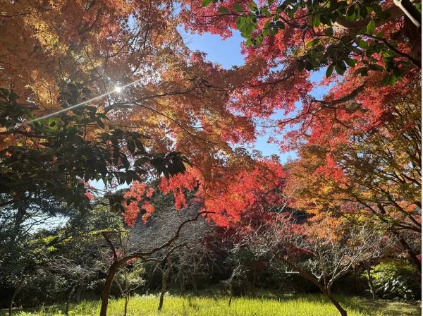 秋には紅葉が見ものの源氏山バイキングコース（徒歩10分、約720m）