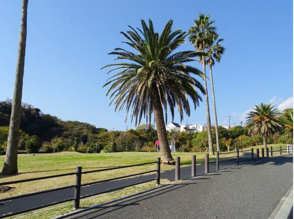 徒歩約１３分の佐島の丘公園は緑豊かなワンちゃん達の待ち合わせ場所♪