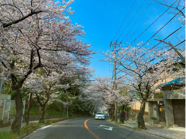 春には桜並木が素敵なハイランドです