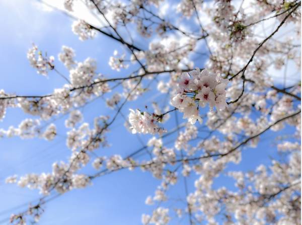 桜の名所としても知られる鎌倉山へもすぐ (約290ｍ)