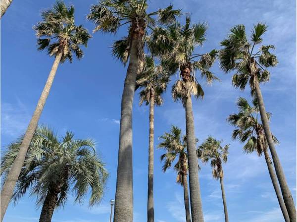 辻堂海浜公園まで徒歩10分 (約800ｍ)