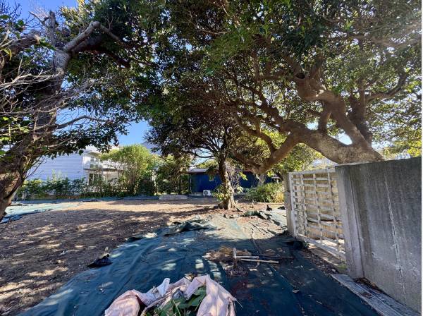 歴史を感じる樹木も残された現地