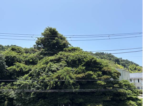大きな窓を設けてグリーンビューを愉しむ家づくりを。旧古屋からの眺望
