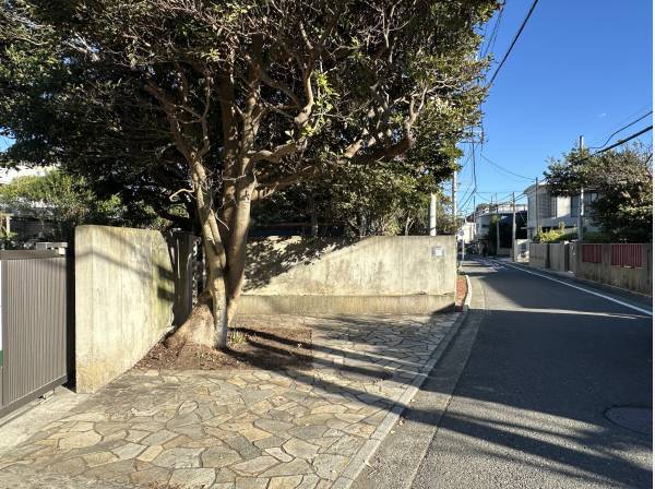 シンボルツリーのタブノキ