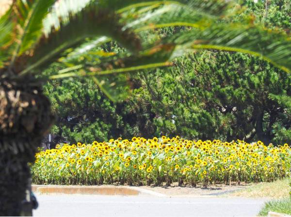 湘南海岸公園まで徒歩5分（約350m）