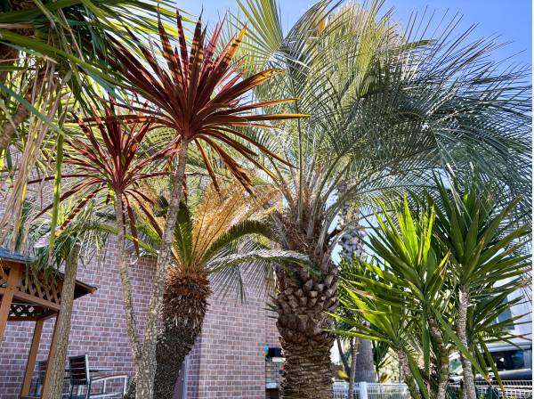 南国リゾート風ならではのヤシの木がお出迎えいたします
