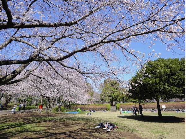 お花見などを楽しめる大庭城址公園はすぐ目の前！