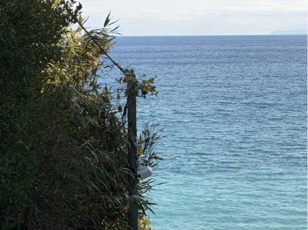 最前列の現地です。