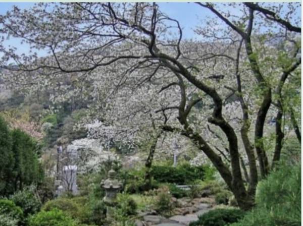 春には庭園の桜が愉しめます