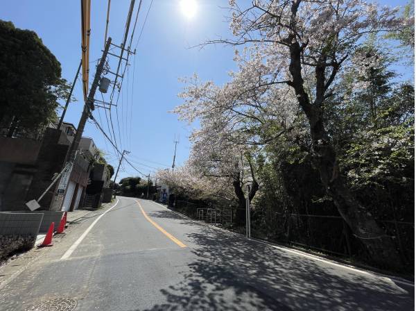 桜道沿いに美しい土地が完成しました