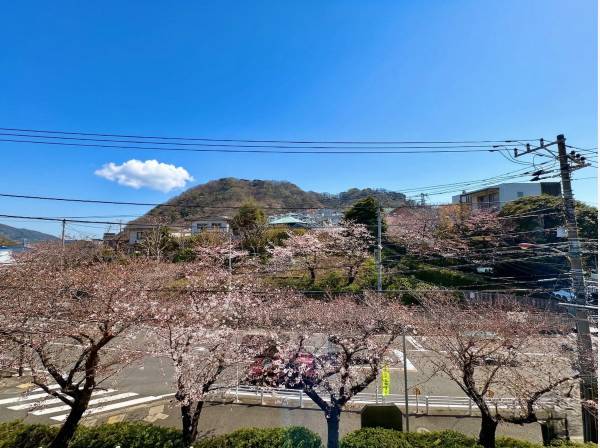 もう一方の目の前は桜並木です！