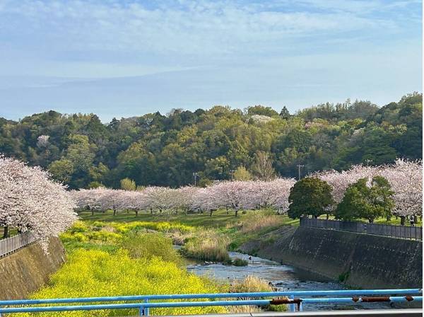 窓から見える親水公園は春になるとこんな事に！（オーナー様撮影）