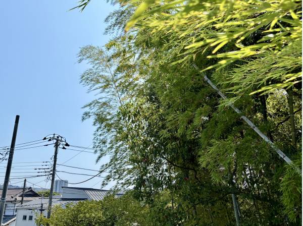 緑の借景に癒されます