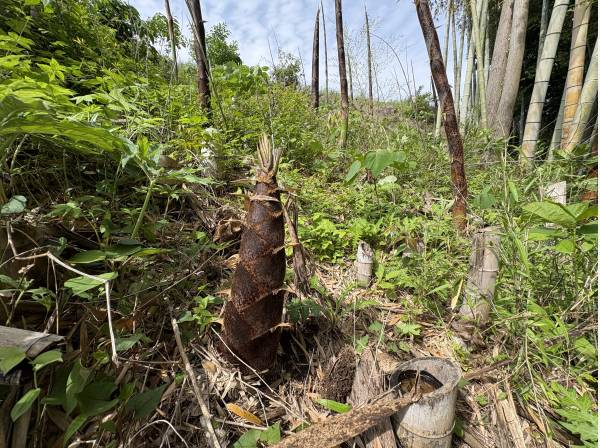 あ！タケノコ発見！実はこの竹林も敷地になります。