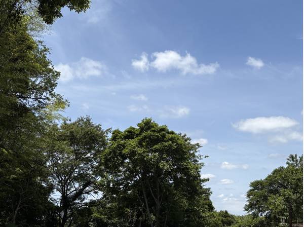 見上げれば、青空と緑に癒されます