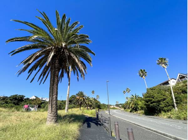 緑も多くある佐島の丘の分譲地！