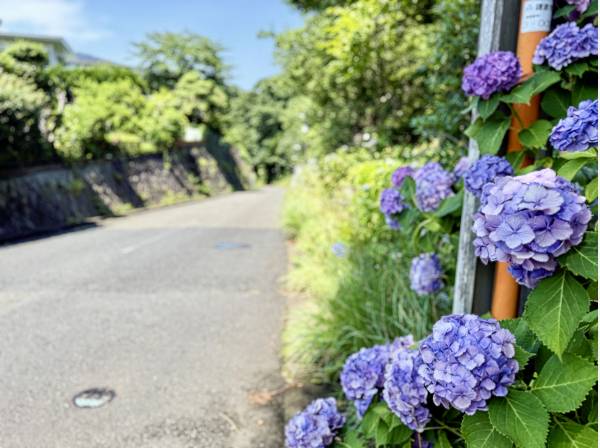 分譲地内の入り口は緑に囲まれ、整備された広い道路です