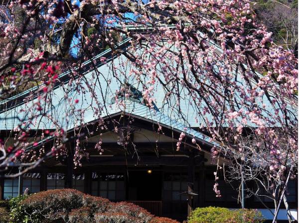 鎌倉らしく神社仏閣巡りも。海蔵寺まで徒歩７分（約500ｍ）

