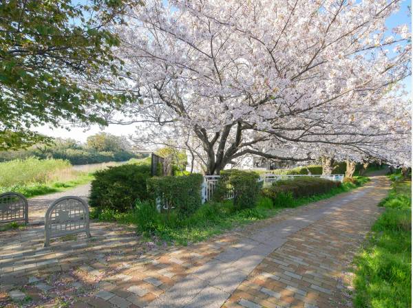 桜が綺麗に咲いている渋田川沿い