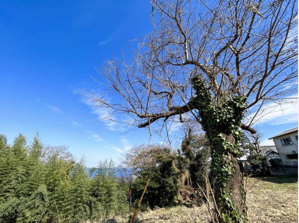 敷地内には桜のシンボルツリーが‥