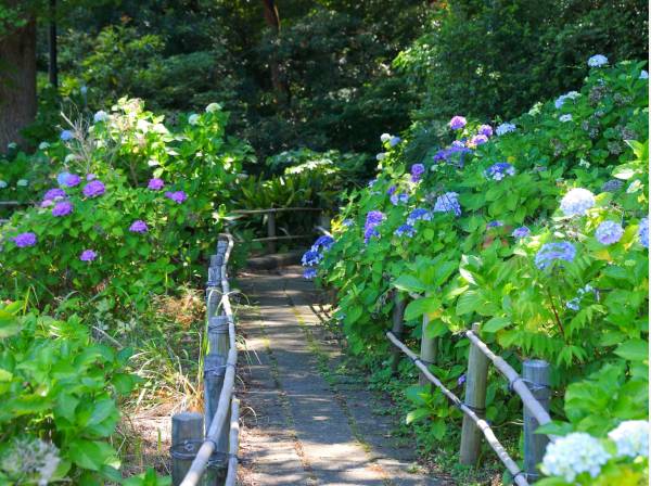 あじさい公園まで徒歩3分 (約200ｍ)