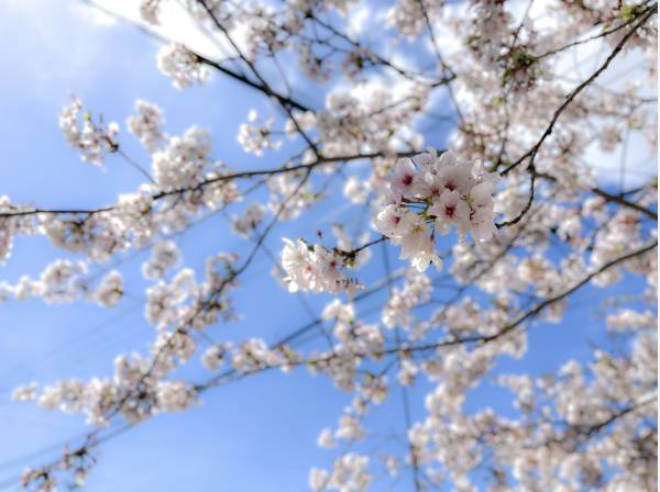 現地シーズン時の桜
