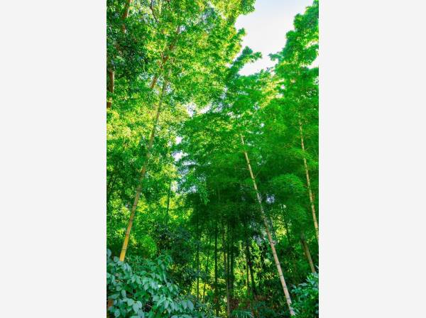 裏庭からは涼しげな竹林も望めます♪