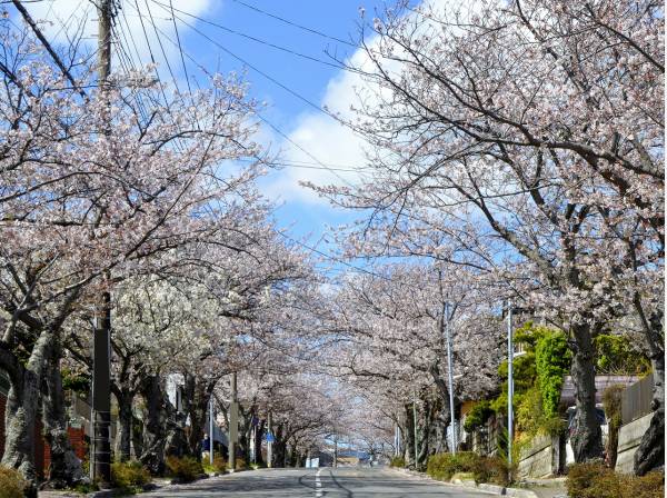 逗子ハイランドの桜並木（イメージ写真）