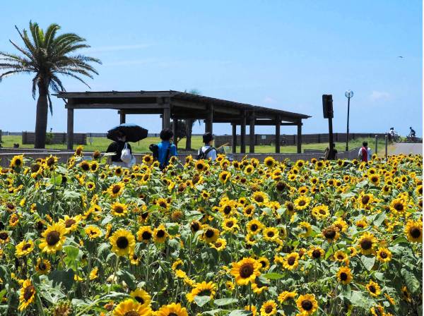 湘南海岸公園まで徒歩3分 (約210ｍ)