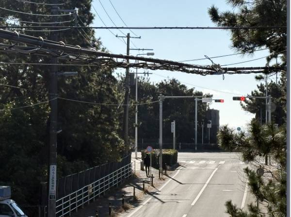 松林の先にはキラキラと光るブルーの海も見えました