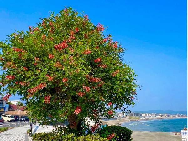 由比ガ浜海岸　徒歩4分　約約220ｍ