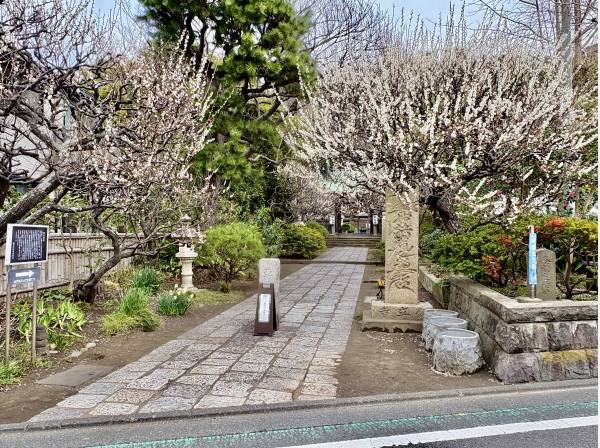 梅がきれいで有名な常立寺（約160ｍ）