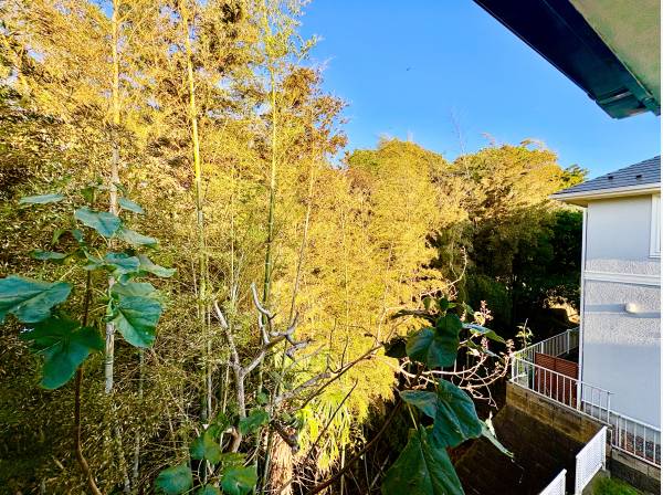 窓から望む緑景色