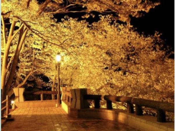 ライトアップされた夜桜も愉しめます