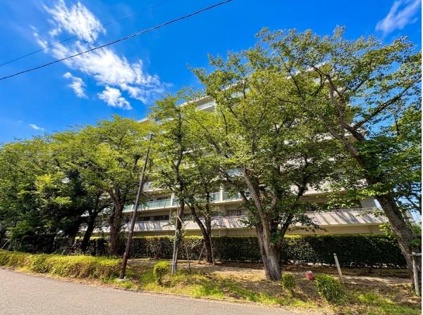 桜並木の遊歩道でワンちゃんのお散歩に
