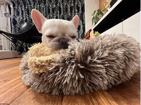 ペットは1頭なら飼育可です