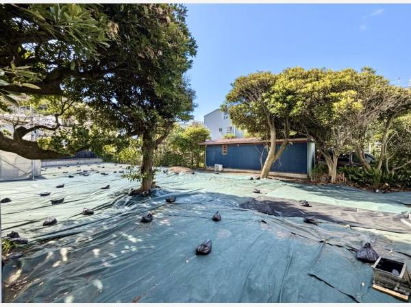 敷地内には歴史を感じる大木が