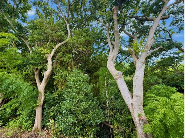 窓からは豊かな緑を望むことができ心安らぐ穏やかな住環境です