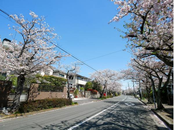 逗子ハイランドの桜並木 (約240ｍ)
