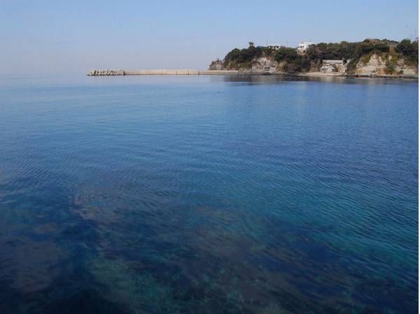 透明度が高く、貴重な生態系が残る三浦の海の魅力を