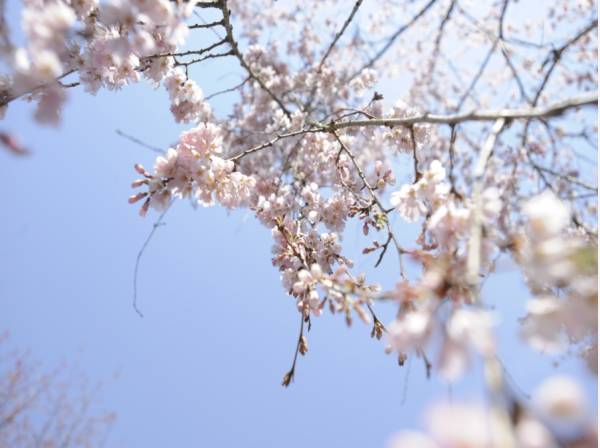 桜の季節は並木道をお散歩されてみては（約500ｍ）