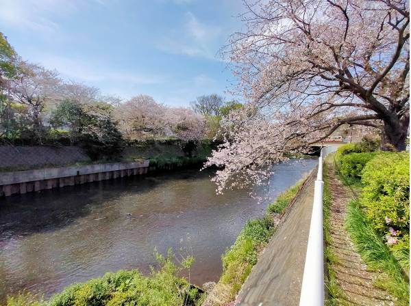 物件近くの引地側遊歩道は桜が綺麗に咲いていました