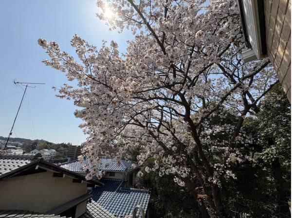 桜が隣の家で咲いております。