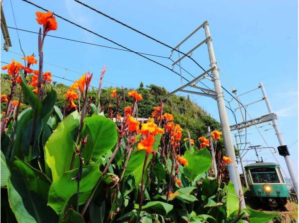コトコトと江ノ電が走る風景が日常に‥(イメージ)