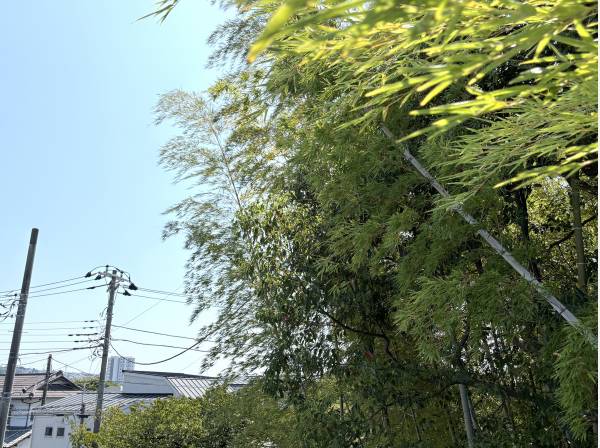 竹林の借景が涼し気
