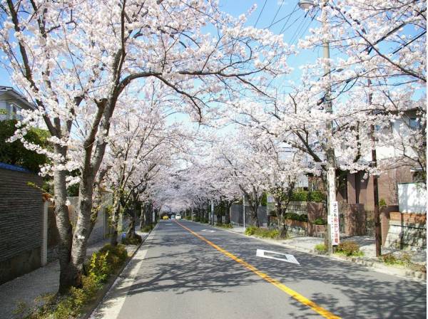 春には桜のトンネルのようなハイランドの桜が自宅からも臨めます