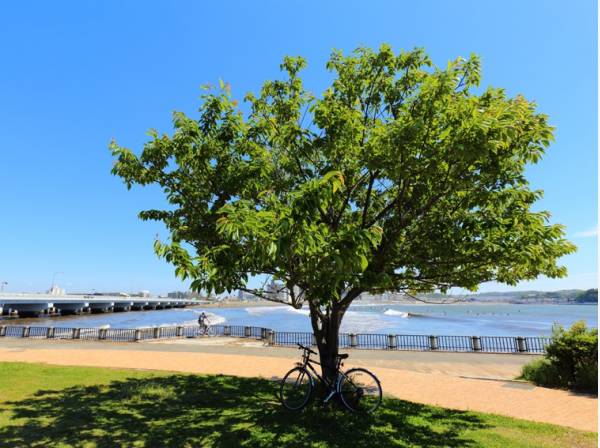 湘南の海も歩いて１５分といつでも触れ合える距離感(約1.2ｋｍ)