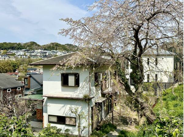 春には桜の木が綺麗に咲き誇ります♪（写真は古家解体前）