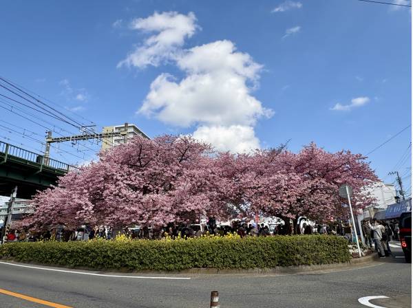 前面道路は桜道です